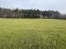 Wiese