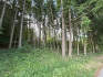 Wald